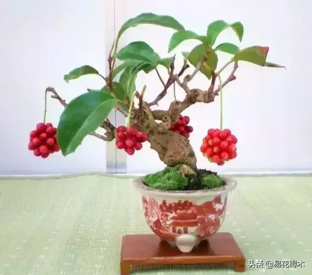 五味子栽培与种植技术_栽培种植五味子技术与管理_栽培种植五味子技术要点