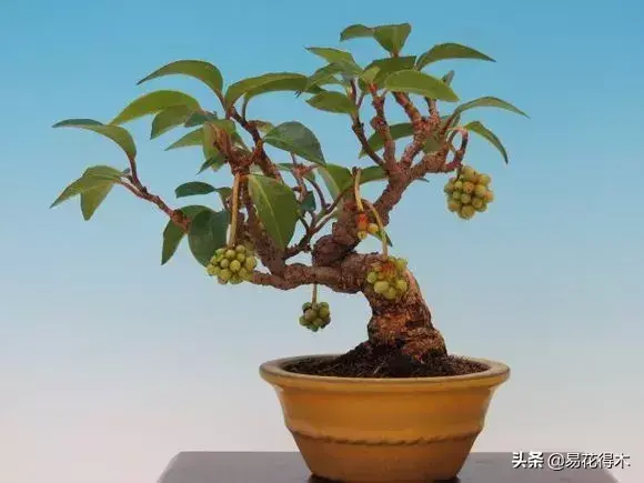 五味子栽培与种植技术_栽培种植五味子技术要点_栽培种植五味子技术与管理