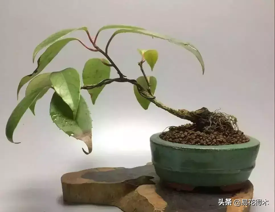 栽培种植五味子技术与管理_栽培种植五味子技术要点_五味子栽培与种植技术