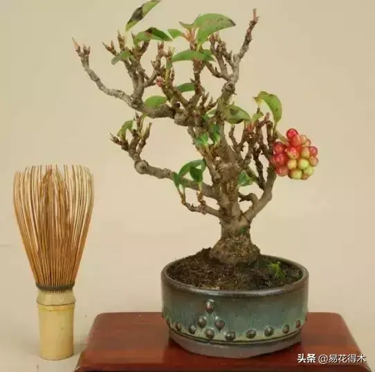 五味子栽培与种植技术_栽培种植五味子技术与管理_栽培种植五味子技术要点