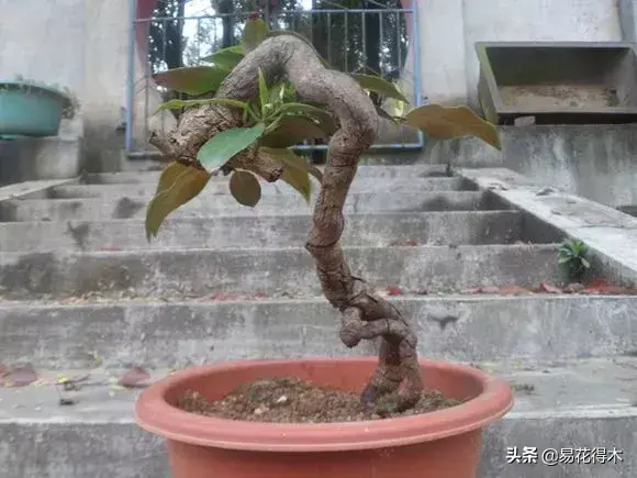 五味子栽培与种植技术_栽培种植五味子技术与管理_栽培种植五味子技术要点