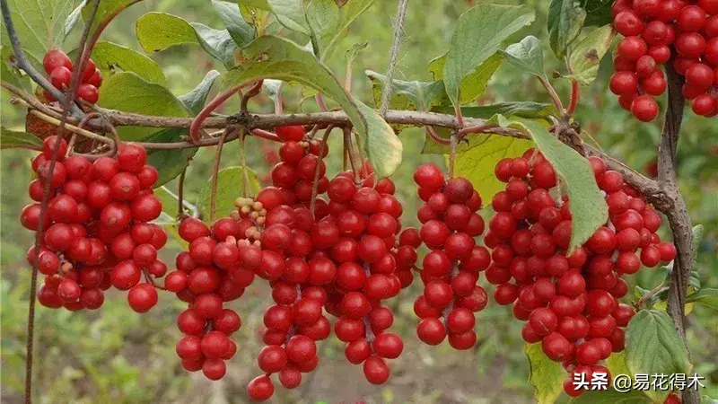 五味子栽培与种植技术_栽培种植五味子技术要点_栽培种植五味子技术与管理