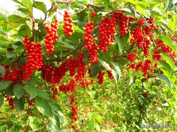 栽培种植五味子技术与管理_五味子栽培与种植技术_栽培种植五味子技术要点