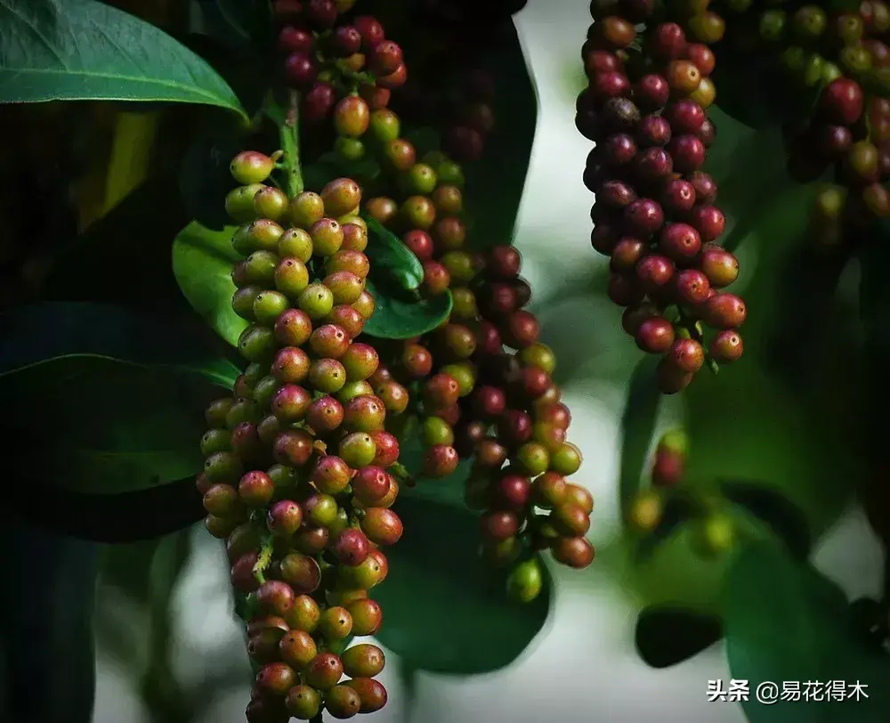 五味子栽培与种植技术_栽培种植五味子技术要点_栽培种植五味子技术与管理