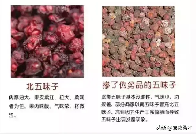 栽培种植五味子技术与管理_栽培种植五味子技术要点_五味子栽培与种植技术