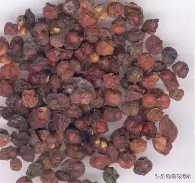 五味子栽培与种植技术_栽培种植五味子技术要点_栽培种植五味子技术与管理