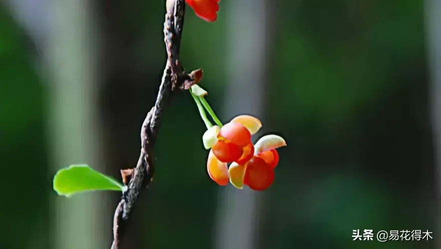 栽培种植五味子技术要点_五味子栽培与种植技术_栽培种植五味子技术与管理