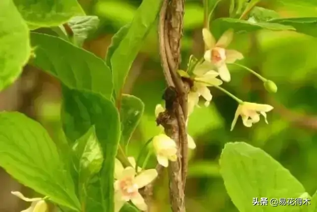 栽培种植五味子技术与管理_五味子栽培与种植技术_栽培种植五味子技术要点