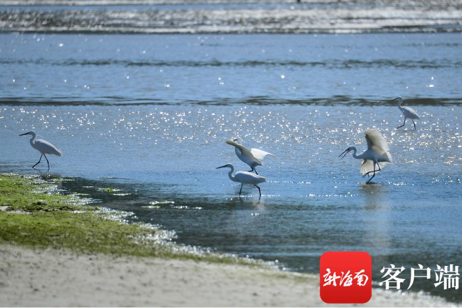 致富养鱼视频_致富渔民养殖项目_渔民养殖致富