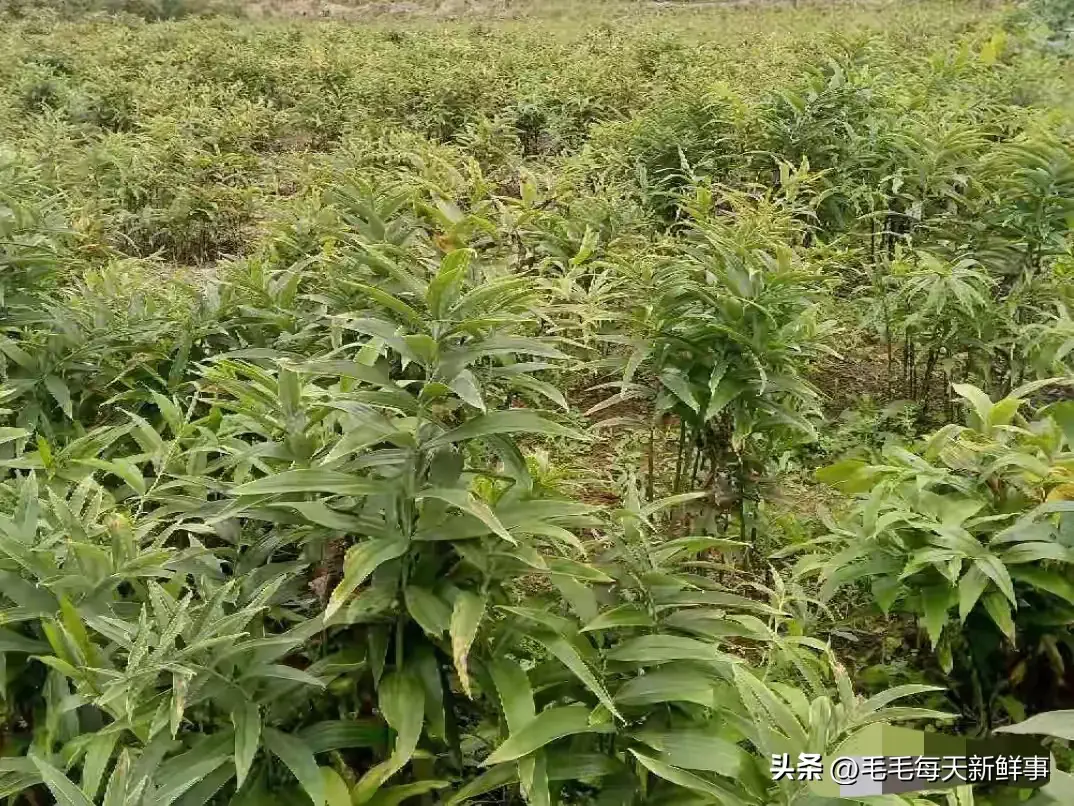 农村致富项目种植业_农村致富新项目种植_农村种植致富新招