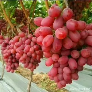 致富经种苹果视频_致富经果树种植视频_致富果子种植视频