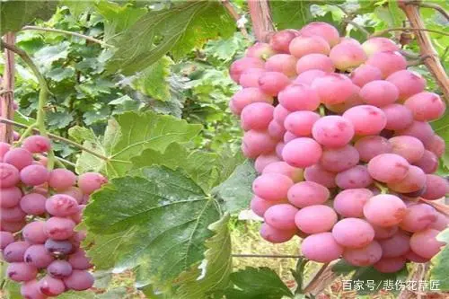 致富果子种植视频_致富经种苹果视频_致富经果树种植视频