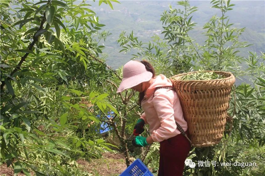 西林种植致富_林西县种植作物_村民种植黑皮冬瓜致富