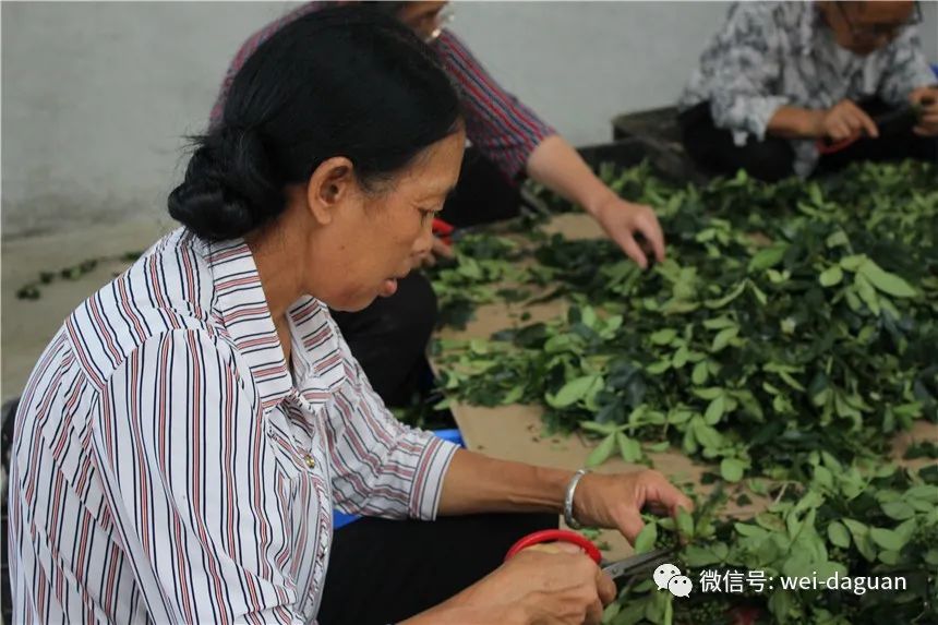林西县种植作物_西林种植致富_村民种植黑皮冬瓜致富