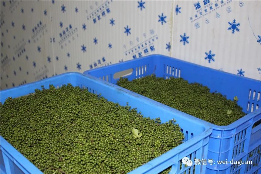 林西县种植作物_村民种植黑皮冬瓜致富_西林种植致富