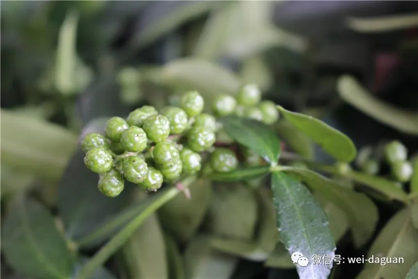 林西县种植作物_村民种植黑皮冬瓜致富_西林种植致富