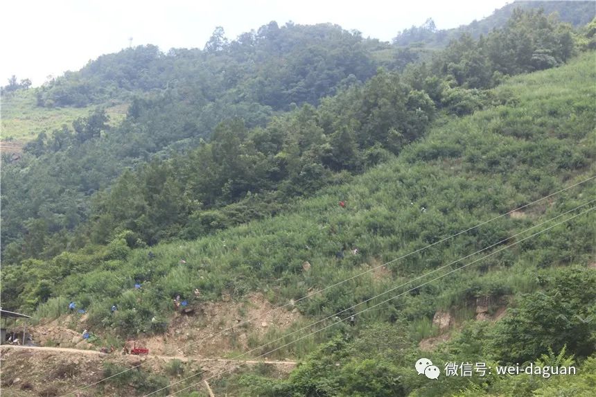 西林种植致富_林西县种植作物_村民种植黑皮冬瓜致富