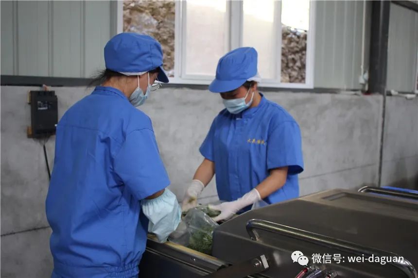 村民种植黑皮冬瓜致富_林西县种植作物_西林种植致富