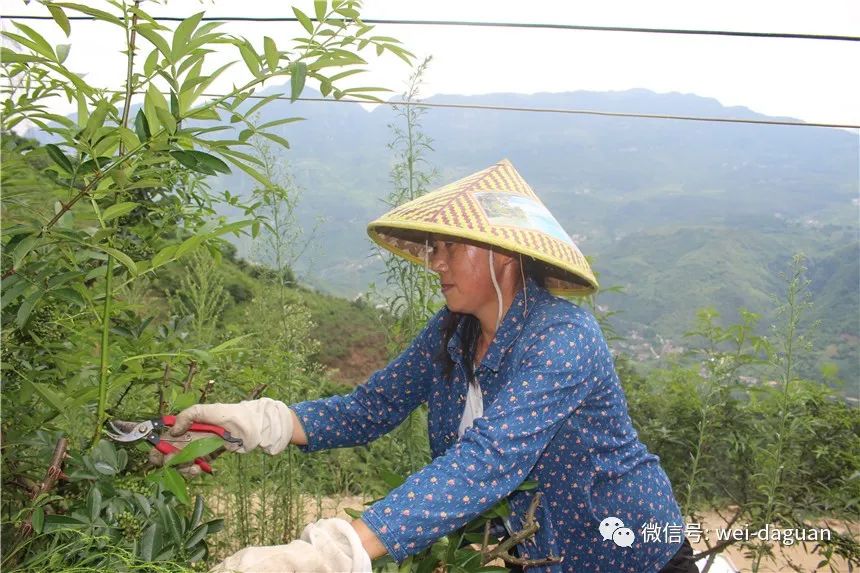 村民种植黑皮冬瓜致富_林西县种植作物_西林种植致富