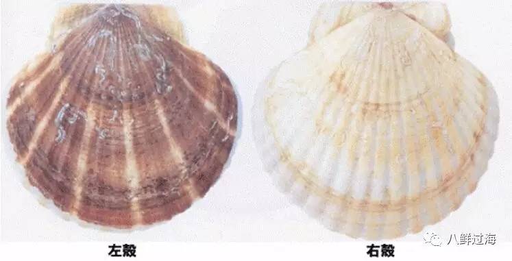 养殖扇贝挣钱吗_日本扇贝养殖技术视频_扇贝养殖设备