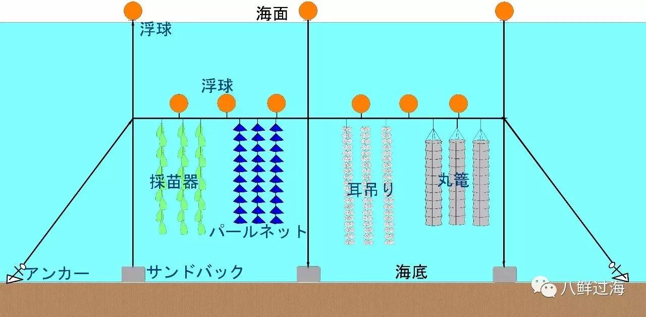 日本扇贝养殖技术视频_扇贝养殖设备_养殖扇贝挣钱吗