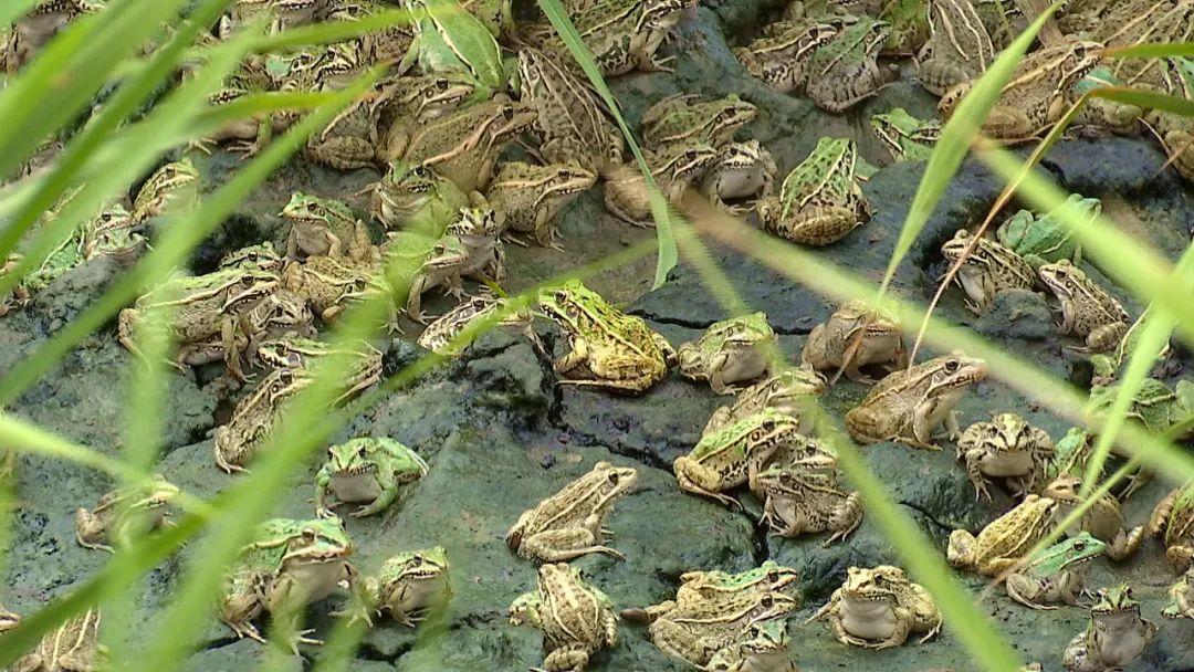致富种植农业模式是什么_致富种植农业模式有哪些_农业种植致富模式