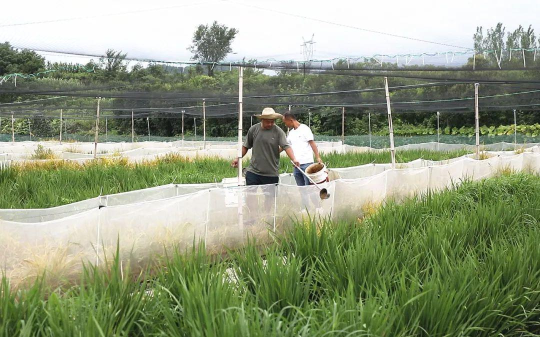致富种植农业模式是什么_农业种植致富模式_致富种植农业模式有哪些