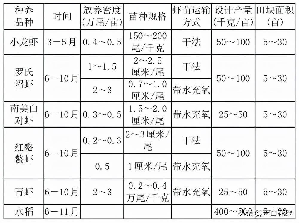 高密度养殖虾视频_高密度青虾养殖新法_青虾高密度养殖技术