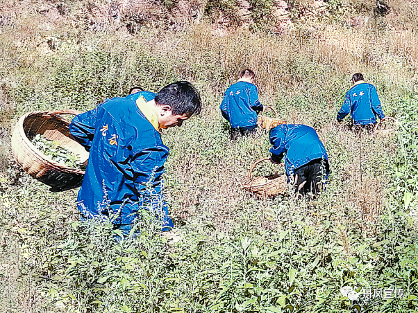 鸭黑水虻致富经_黑水虻喂鸭的作用_黑水虻喂鸭长一斤鸭要吃几斤虫