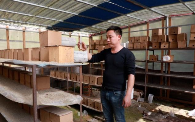 广西胡蜂养殖基地_致富经广西胡蜂养殖_广西胡蜂养殖技术培训