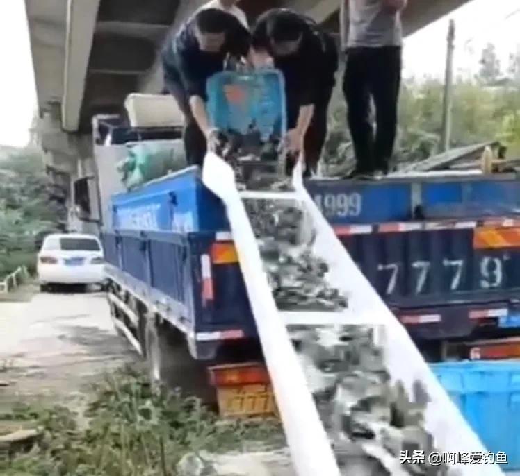 致富经一万斤鱼随便抢_梦到很多小猫抢我的鱼_水草会跟鱼抢氧气吗