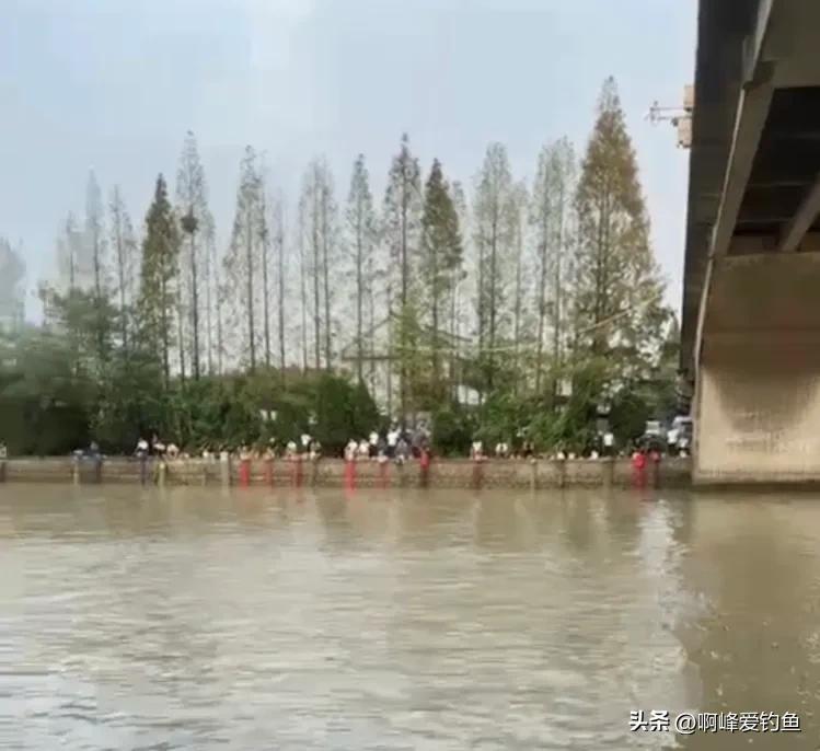 水草会跟鱼抢氧气吗_梦到很多小猫抢我的鱼_致富经一万斤鱼随便抢