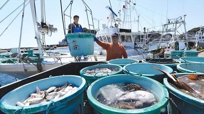 日本扇贝养殖技术视频_扇贝养殖场_养殖扇贝挣钱吗