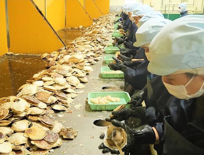 扇贝养殖场_养殖扇贝挣钱吗_日本扇贝养殖技术视频