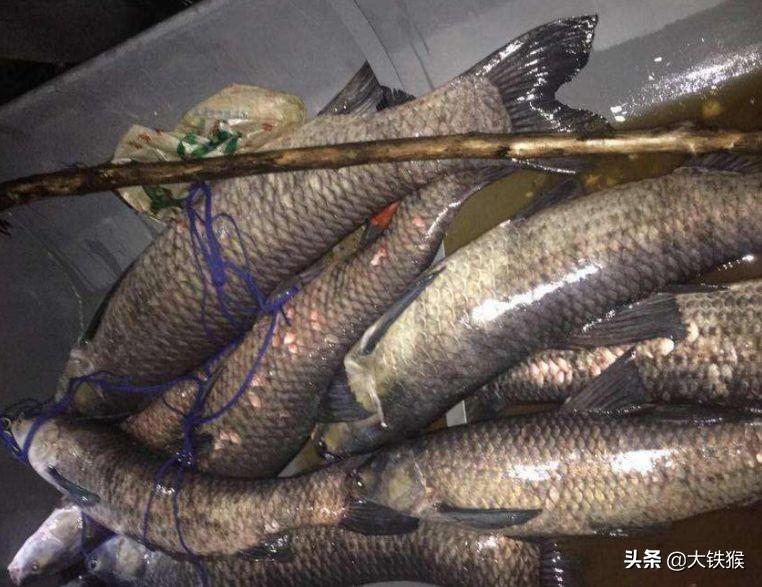 如何养殖青鱼_养殖青鱼的技术和视频_青鱼养殖方法和技术