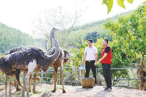 广西农村养殖致富门路_致富经广西山区养鱼_广西免费养殖致富