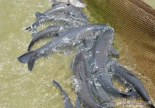 养殖青鱼方法技术与管理_青鱼养殖方法和技术_养殖青鱼方法技术视频教程