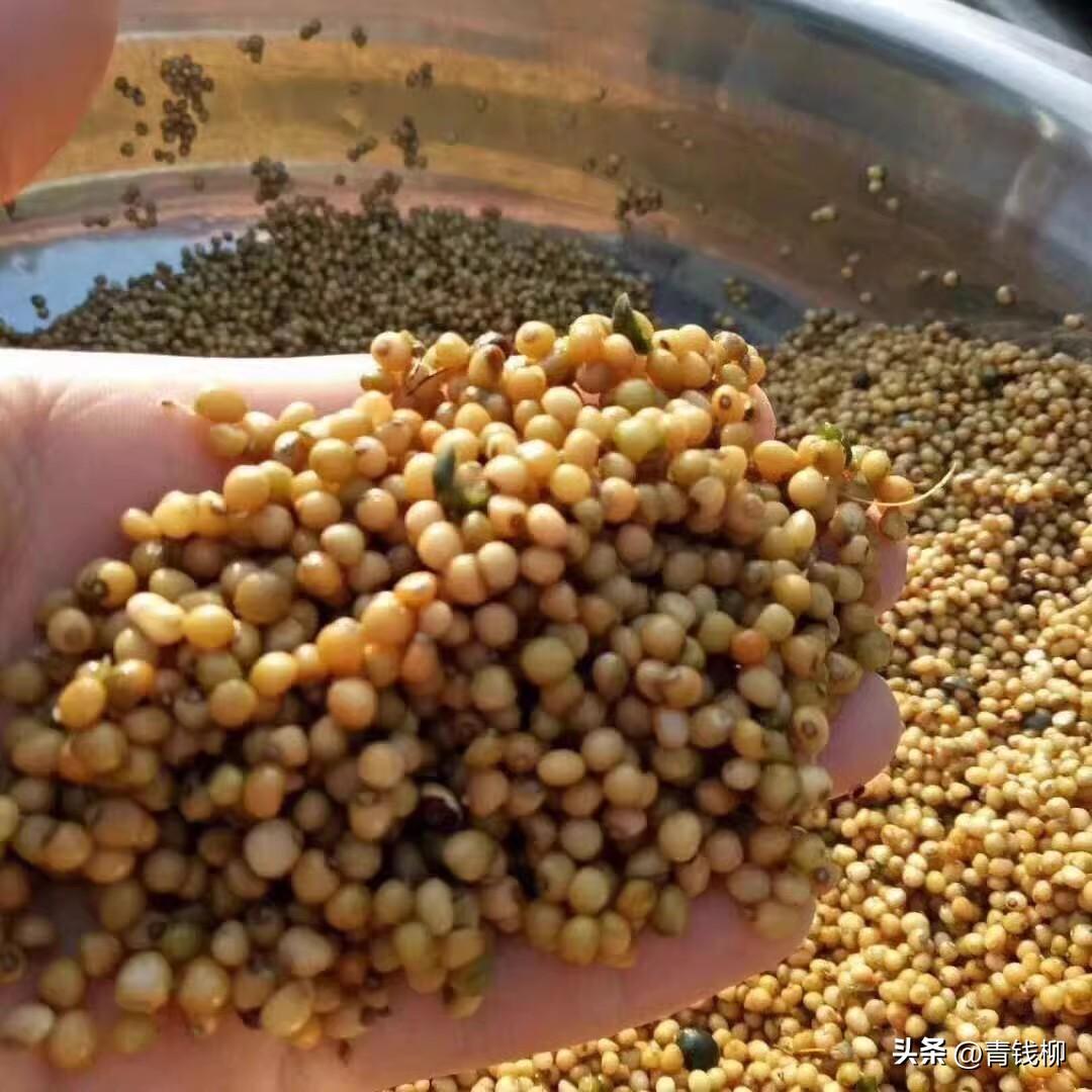 黄精高产种植技术_黄精高产种植技术_黄精高产种植技术