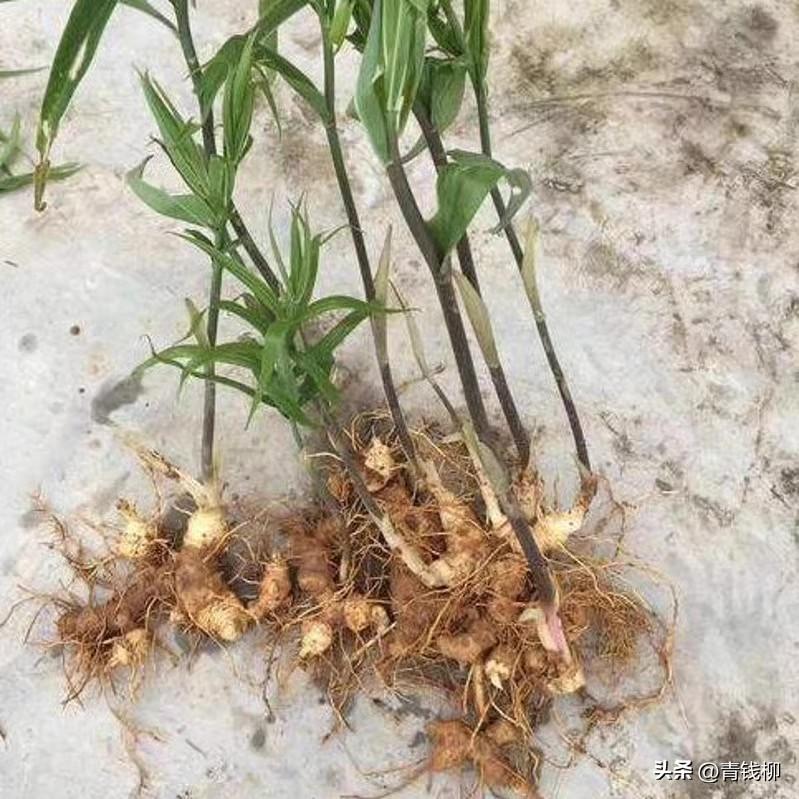 黄精高产种植技术_黄精高产种植技术_黄精高产种植技术