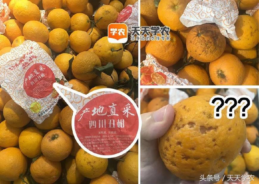 芦柑栽培技术_种植芦柑致富方法_致富种植方法芦柑图片