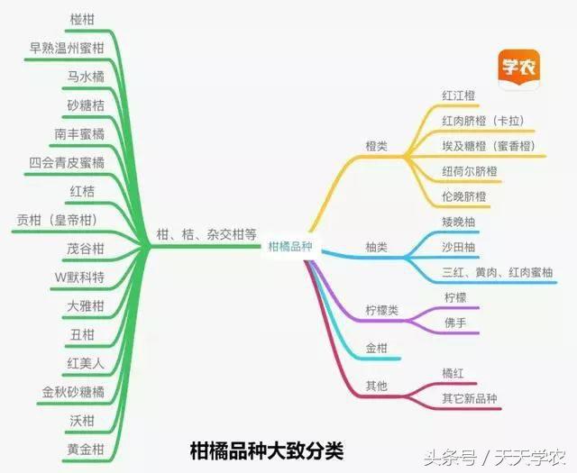 芦柑栽培技术_致富种植方法芦柑图片_种植芦柑致富方法