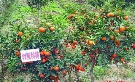 芦柑栽培技术_致富种植方法芦柑图片_种植芦柑致富方法