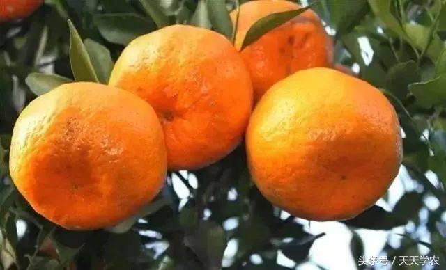 芦柑栽培技术_种植芦柑致富方法_致富种植方法芦柑图片