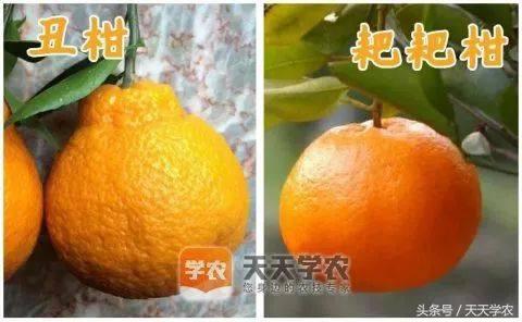 种植芦柑致富方法_致富种植方法芦柑图片_芦柑栽培技术
