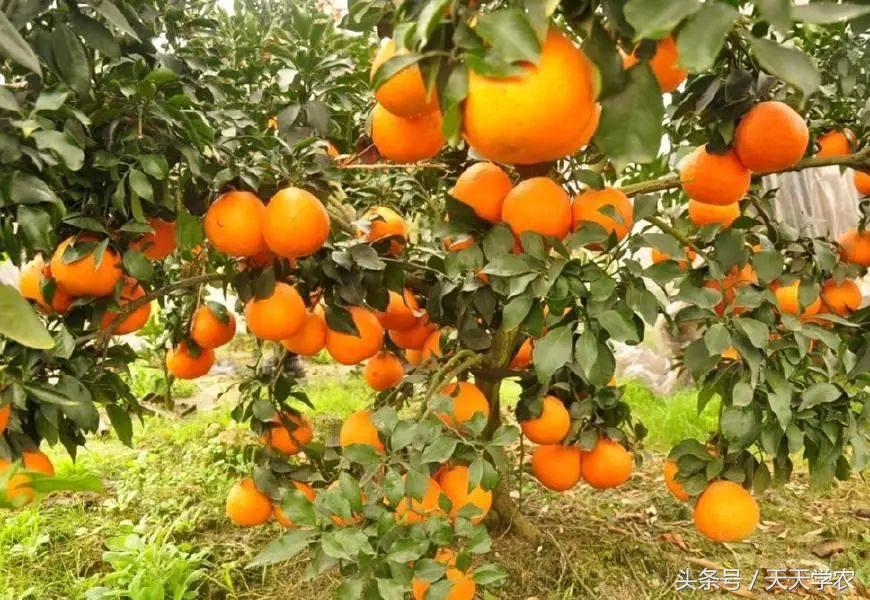 种植芦柑致富方法_芦柑栽培技术_致富种植方法芦柑图片