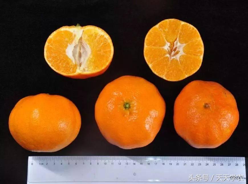 致富种植方法芦柑图片_芦柑栽培技术_种植芦柑致富方法