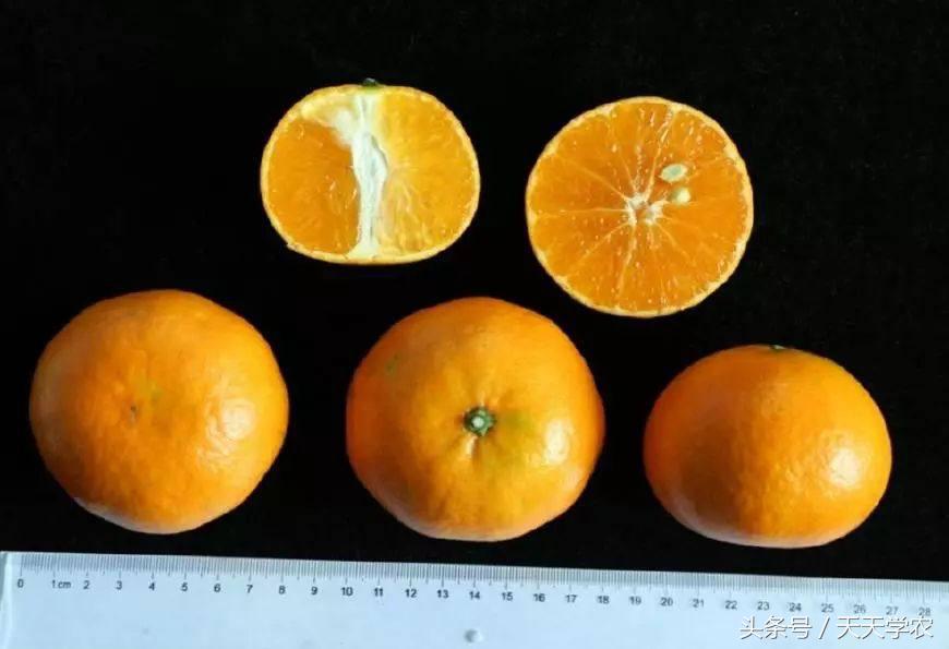 芦柑栽培技术_致富种植方法芦柑图片_种植芦柑致富方法