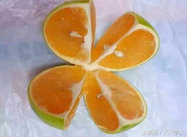 种植芦柑致富方法_芦柑栽培技术_致富种植方法芦柑图片