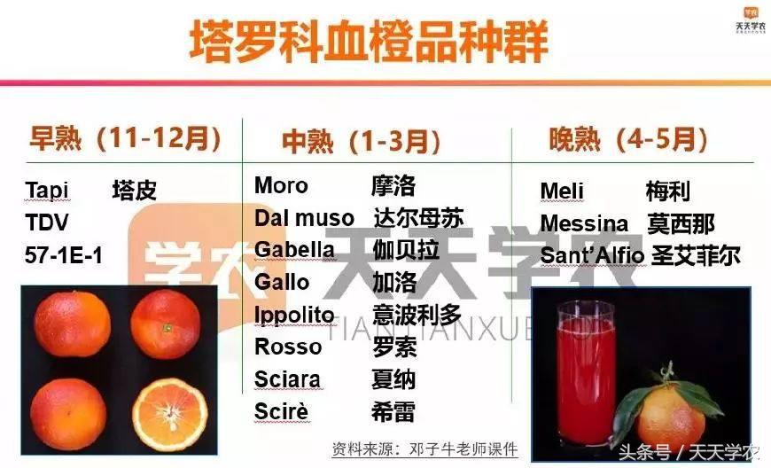 种植芦柑致富方法_致富种植方法芦柑图片_芦柑栽培技术