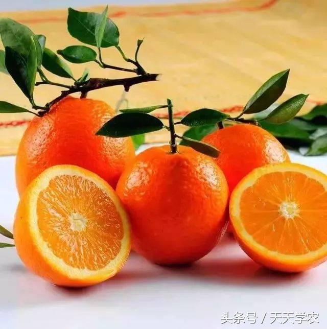 种植芦柑致富方法_芦柑栽培技术_致富种植方法芦柑图片